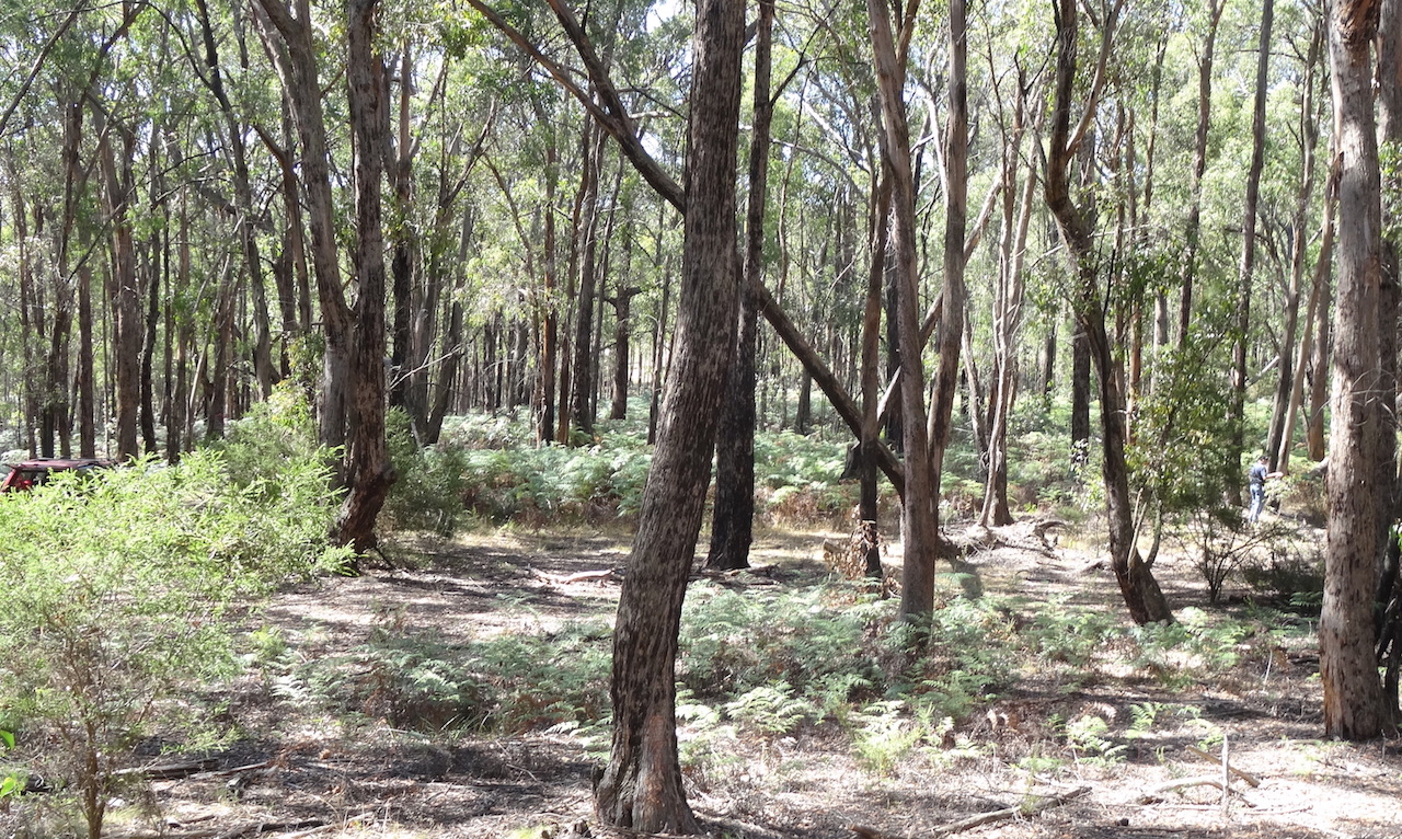 Native Vegetation Assessments (Tree removal)
