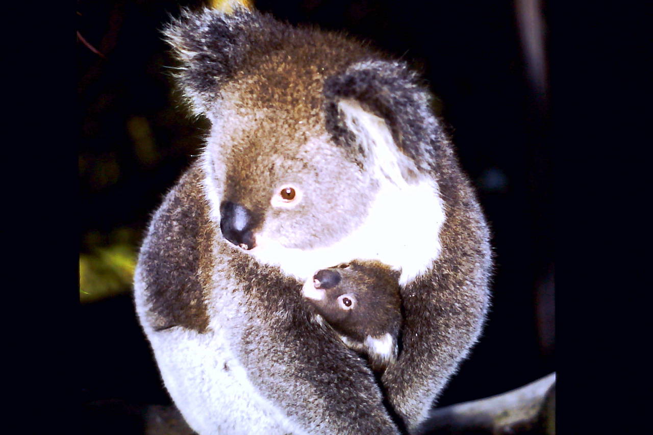 Koala Overlay Assessments / Plans and Land Management Plans