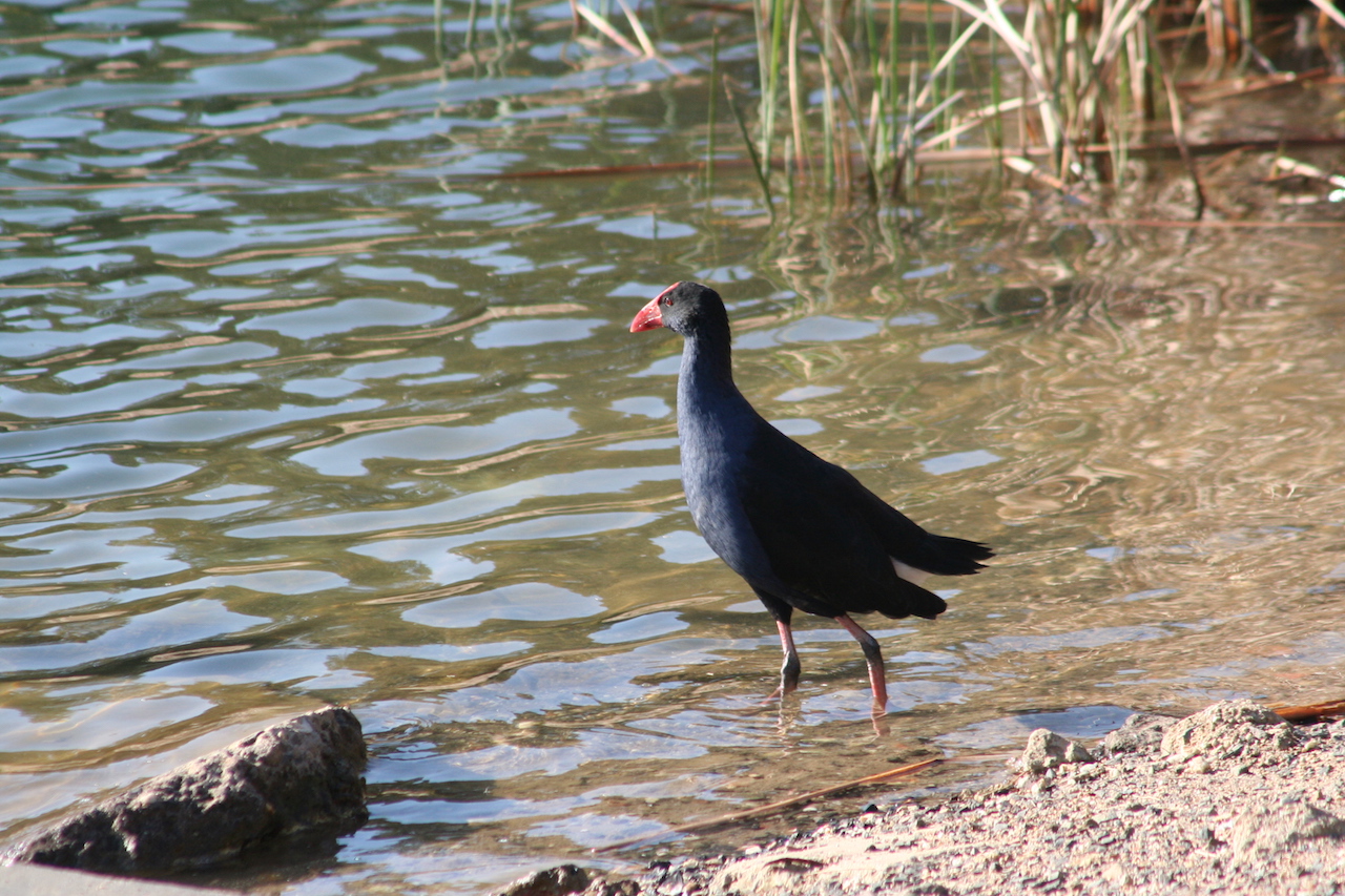 Revegetation and Wetland Design